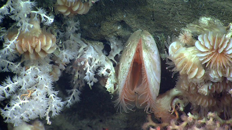 A bivalve surrounded by cup corals and soft corals are attached to a steep cliff face. A squat lobster is associated with soft coral on the lower left, and a jellyfish swims to the left of the bivalve.