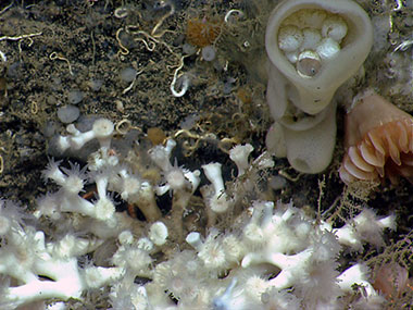 Amongst the diverse coral community along Hydrographer Canyon, ROV D2 observed a glass sponge containing cephalopod eggs. If you look closely you can see what looks to be a recent hatchling!