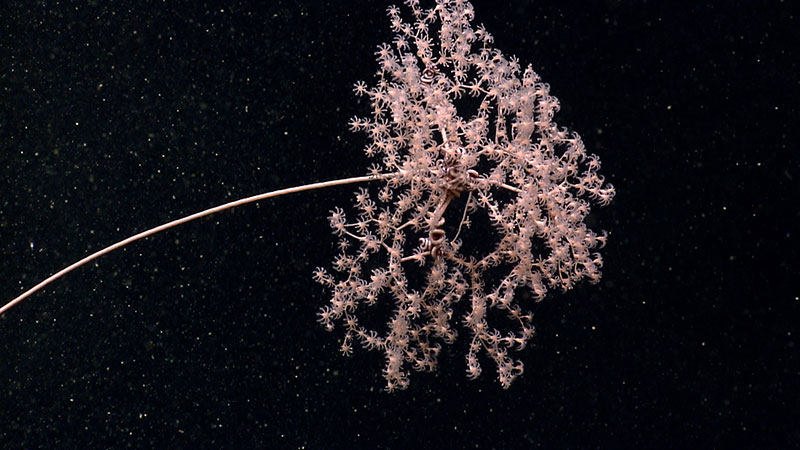 In a Atlantis Canyon, there were multiple observations of the obligate pair, M. melanotrichos (soft coral) with the brittle star Ophicocreas oedipus.  This pair were previously only known on the seamounts in this region.