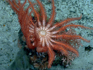 A brisingid sea star rests on a group of cup corals in Alvin Canyon.