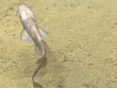 A catshark cruises along the seafloor during Dive 10 in an intercanyon area between Heezen and Nygren Canyons.