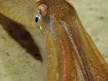 A squid rests on the seafloor, changing color as it sits on its elbows to breathe.