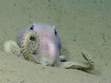 An octopus dances for the remotely operated vehicle near Shallop Canyon.
