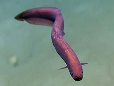 Video highlights from Dive 11 to explore the geomorphology and benthic habitats of Block Canyon.