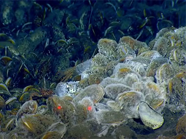 Dive 04 highlights, including the discovery of active methane seeps and more chemosynthetic communities.