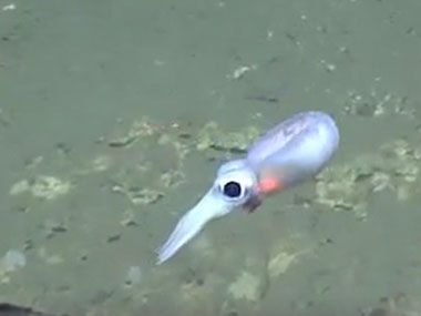 A bobtail squid is imaged by the <em>Deep Discoverer</em> remotely operated vehicle during Dive 07 in Atlantis Canyon. The squid is less than one foot in length.