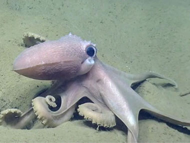 >An octopus makes his way along the seafloor; note the siphon that is out and then retracted. Seen while exploring the western wall of Atlantis Canyon.