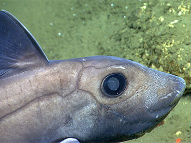 A chimaera swims lazily a couple meters above the seafloor in Lydonia Canyon.