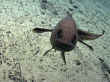 A fish gets up close and personal with the Deep Discoverer remotely operated vehicle.