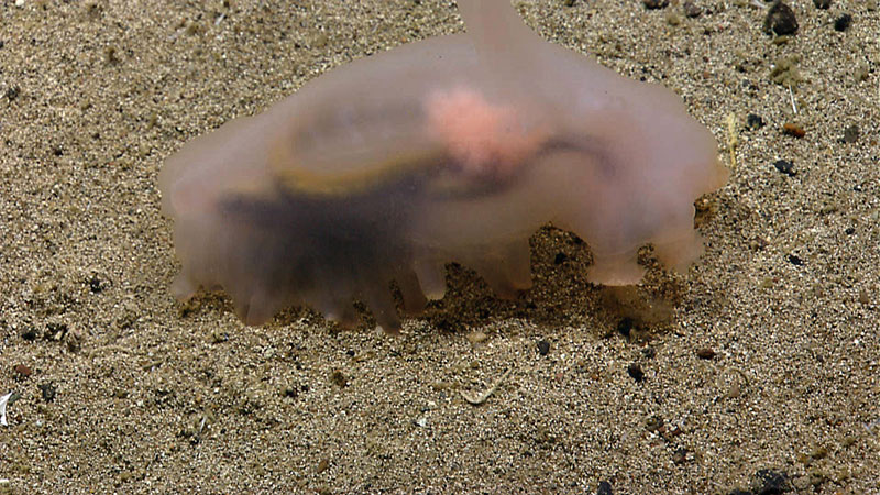 A translucent holothurian, or sea cucumber, shifts through the sediment for his dinner.