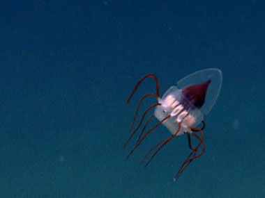 An unusual deep-sea jellysfish swims across the remotely operated vehicle's field of view.