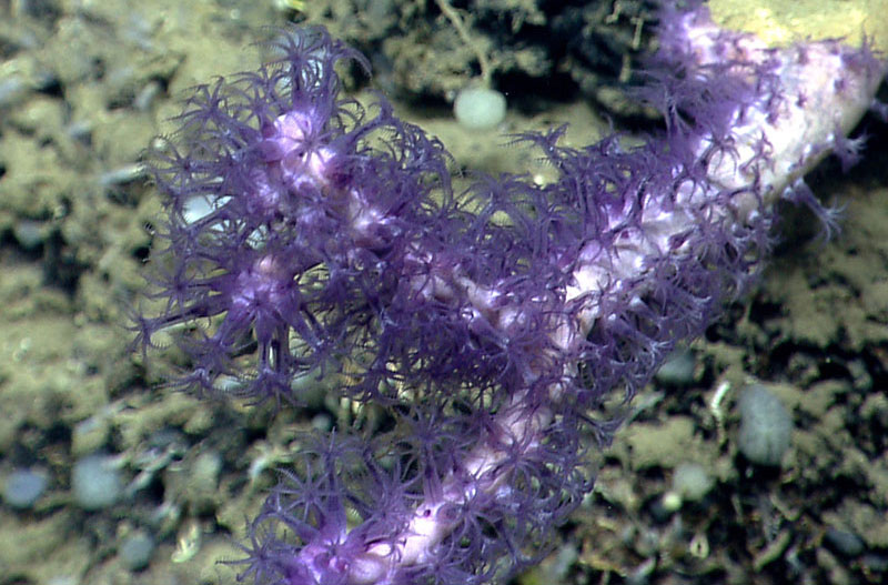 A striking purple coral, Clavularia sp., seen in Nygren Canyon.