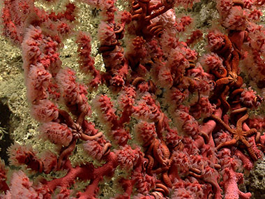 A Paragorgia with numerous brittle stars living in its branches.