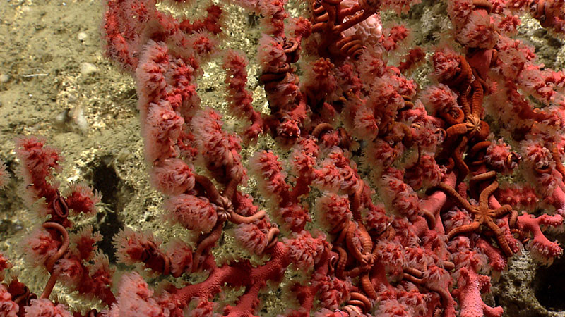 A Paragorgia with numerous brittle stars living in its branches.