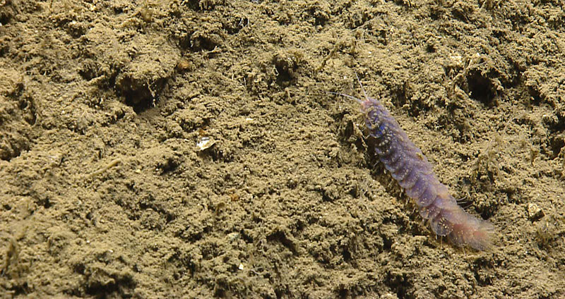 A scale worm makes her way across the sedimented seafloor of Lydonia Canyon. 