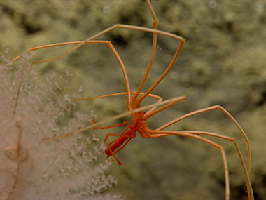A sea spider, or pycnogonid, seen while exploring Oceanographer Canyon.