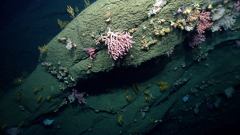Diverse deep-sea coral and sponge habitats were imaged in the canyons explored during the Northeast U.S. Canyons 2013 Expedition. In this image from Hydrographer Canyon, a rock face is shown with a diversity of octocorals (soft corals and sea fans) and cup corals.