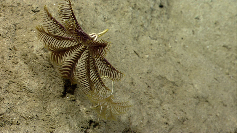 Rare stalked crinoids were observed during a deep dive in Block Canyon. Stalked crinoids were first described as fossils and were thought to be long extinct until the early 19th century.