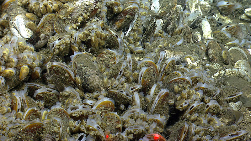 Three sites were investigated during the cruise where sonar data detected what appeared to be gas plumes in the water column. Further investigation revealed cold seeps and extensive chemosynthetic communities at all three locations. Shown in this image, chemosynthetic mussels of varying sizes were present at New England Seep Site 1. The red lasers (red dots in photo) shown in the photo are 10 centimeters apart and were used throughout the dive to provide scale.