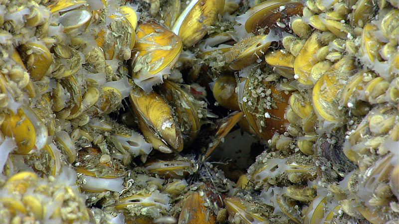Three sites were investigated during the cruise where sonar data detected what appeared to be gas plumes in the water column. Shown in this image, chemosynthetic mussels of varying sizes were present at New England Seep Site 1.