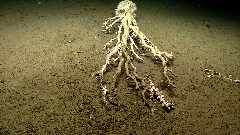 A large toppled Paragorgia or bubblegum coral colony was observed in Hydrographer Canyon. The red lasers (red dots in the photo) are 10 centimeters apart and are used for scale and age estimates.