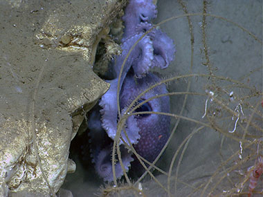 Longlines, such as the one seen here, can cause injury to coral.
