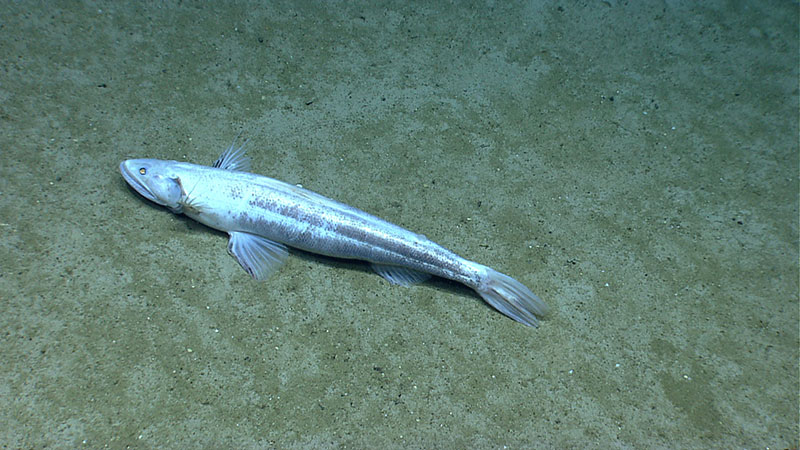 The deep-sea lizard fish (Bathysaurus) was observed on the south side of Mytilus Seamount. This fish sits on the bottom and grabs prey from the water column.