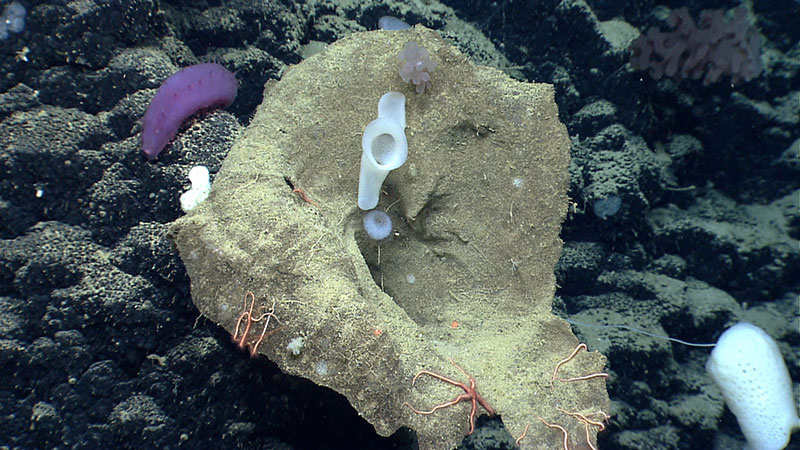 Sponges are abundant and diverse at Mytilus Seamount. Notice this large “witch’s hat” sponge provides structure for numerous hexactinellid or glass sponges as well as some orange brittle stars.