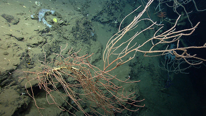 An unidentified bamboo coral projecting off the side of a wall. The colony is quite large and likely decades old. The older living tissue closer to the base has a reddish hue, while the younger branches at the tips have whitish tissue.