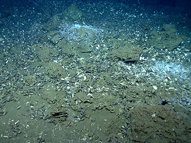 Massive carbonates (brown rocks), live and dead mussels, and white bacterial mats were found at a seep site explored by D2 on July 11, 2013.