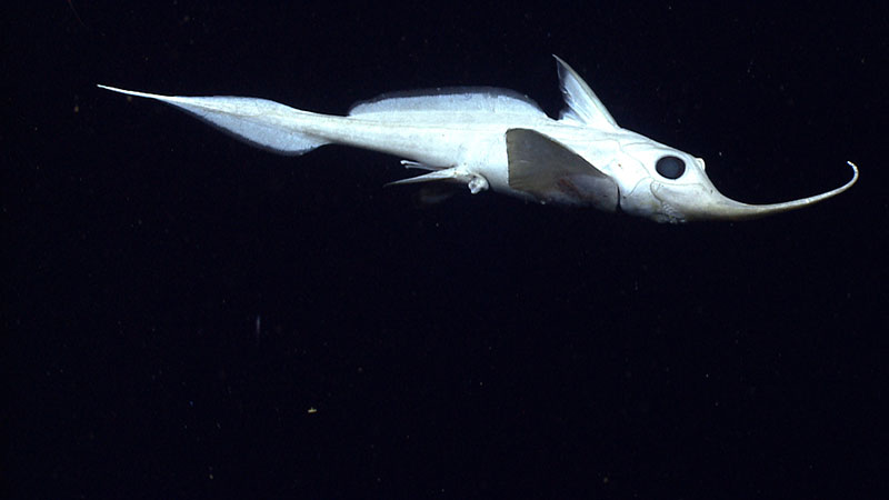 A Rhinochimera (Harriotta sp.) swims 10 meters above the seafloor.