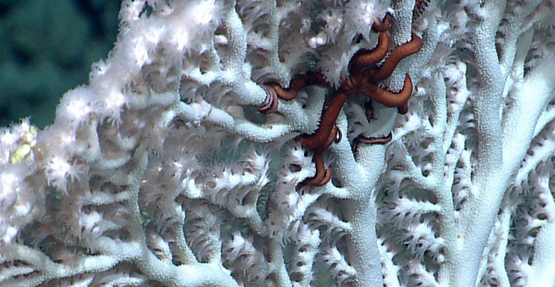 A red brittle star occupies a beautiful white octocoral.