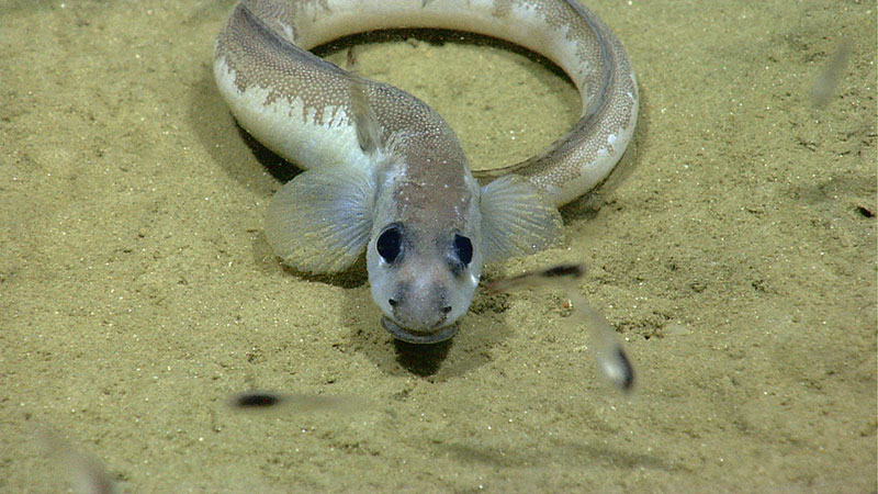 An eel pout, Lycenchelys paxillus, poses for ROV Deep Discoverer’s cameras.