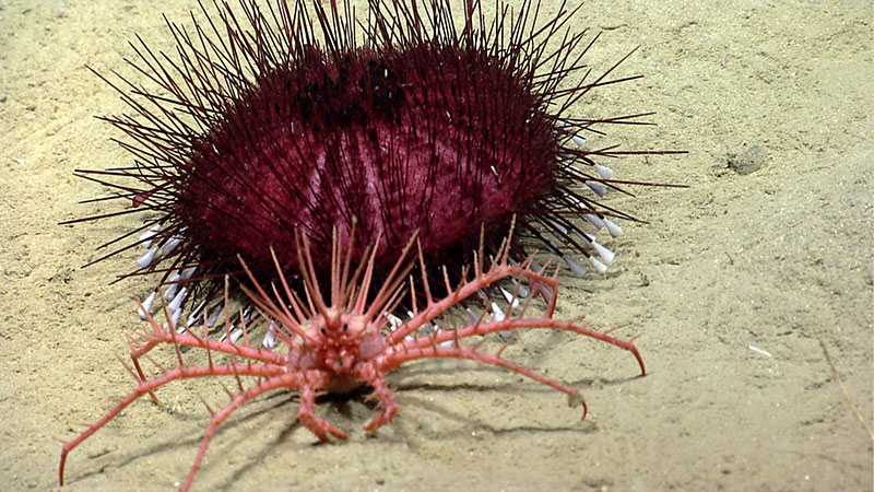 Lithodid king crab finds a spiky urchin friend.