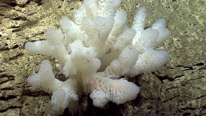 A large white glass sponge growing on a canyon wall.