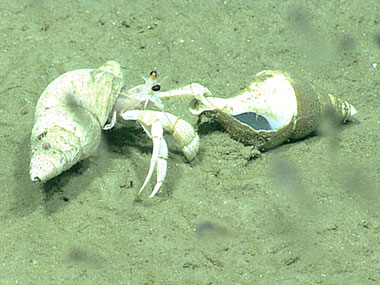 A small hermit crab drags a shell across the seafloor, maybe he has just found himself a new home.