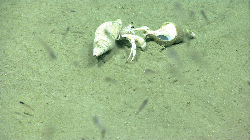A small hermit crab drags a shell across the seafloor, maybe he has just found himself a new home.