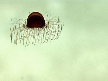 A jellyfish swims in the water column as ROV Deep Discoverer approaches the seafloor.