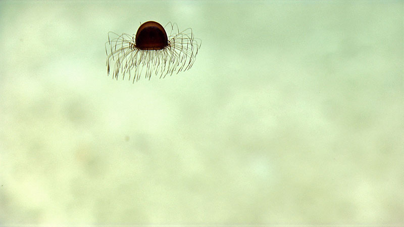 A jellyfish swims in the water column as ROV Deep Discoverer approaches the seafloor.