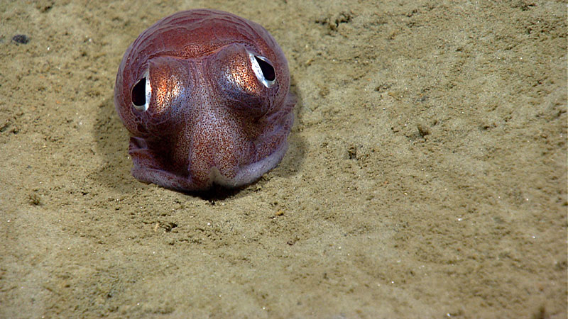 Percy, a bobtail squid, was one of the cutest cephalopods seen on the first leg and became the unofficial mascot of the expedition for mission personnel on board NOAA Ship Okeanos Explorer. 