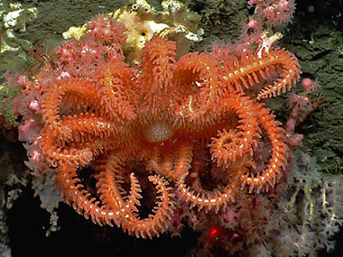 A brisingid sea star rests on a small bubblegum coral in Hydrographer Canyon.