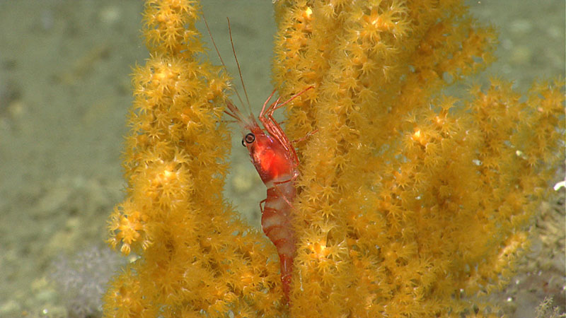 A shrimp rests on octocoral in Hydrographer Canyon.