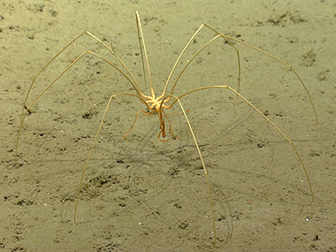 Pycnogonids or sea spiders have muscles so small that they are only a single cell surrounded by connective tissue!
