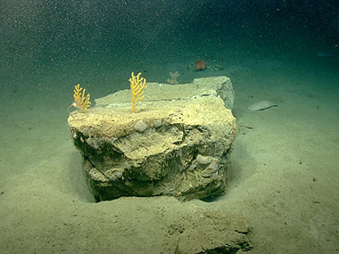 Angular mudstone boulder sitting on silty-clay sediment at the base of the landslide scarp investigated during Dive 01.