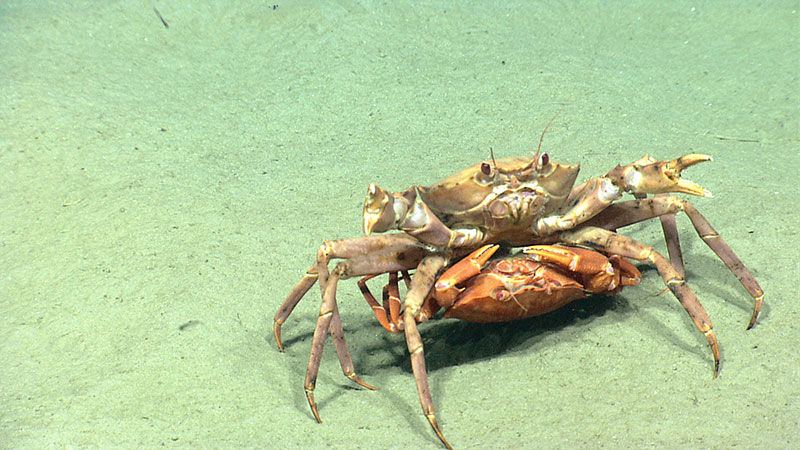 One of the numerous Atlantic deep-sea red crab mating pairs seen by ROV Deep Discoverer (D2) during Dive 02. The male crab is carrying the inverted female.