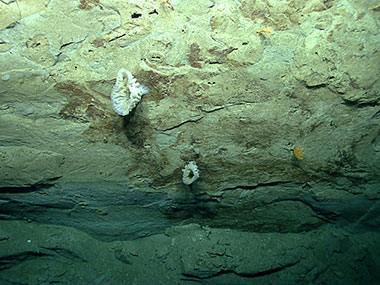 Mudstone outcrops along the upper portion of a 250-meter-high landslide headwall scarp located on the lower continental slope south of New England visited by ROV <em>Deep Discoverer</em> (D2) during Dive 01.