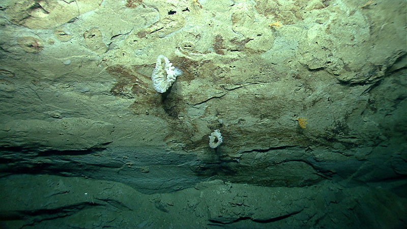 Mudstone outcrops along the upper portion of a 250-meter-high landslide headwall scarp located on the lower continental slope south of New England visited by ROV Deep Discoverer (D2) during Dive 01.