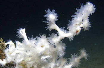 Lophelia II 2009: Deepwater Coral Expedition: Reefs, Rigs, and Wrecks
