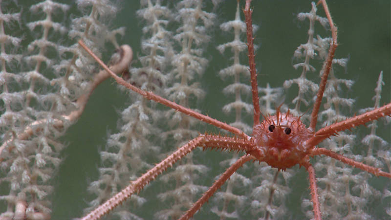 A squat lobster resides on a deep-sea octocoral.