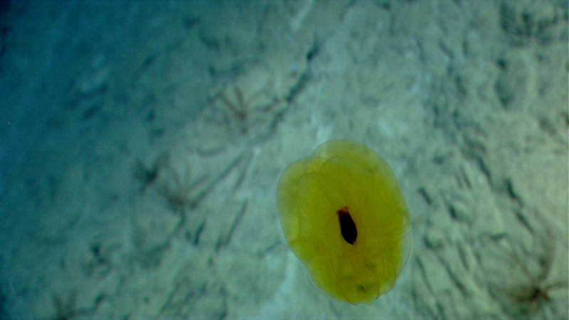 A rare, unidentified yellow ctenophore caused quite a stir amongst our science team as it drifted into remotely operated vehicle Deep Discoverer’s field of view.